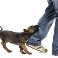DogBite_Leg DogBite_Leg